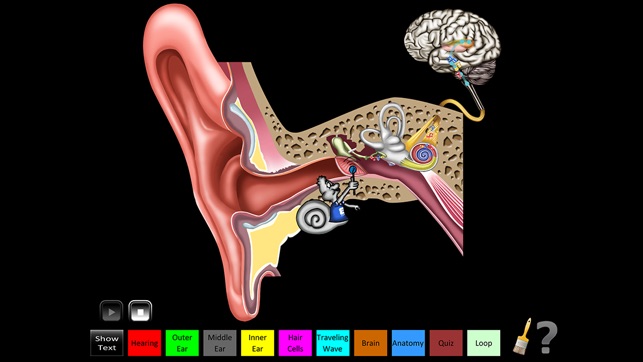 Hearing Anatomy(圖4)-速報App