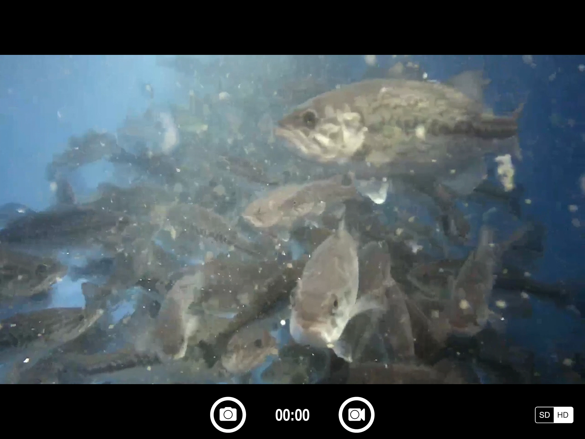 FishSens SondeCAM