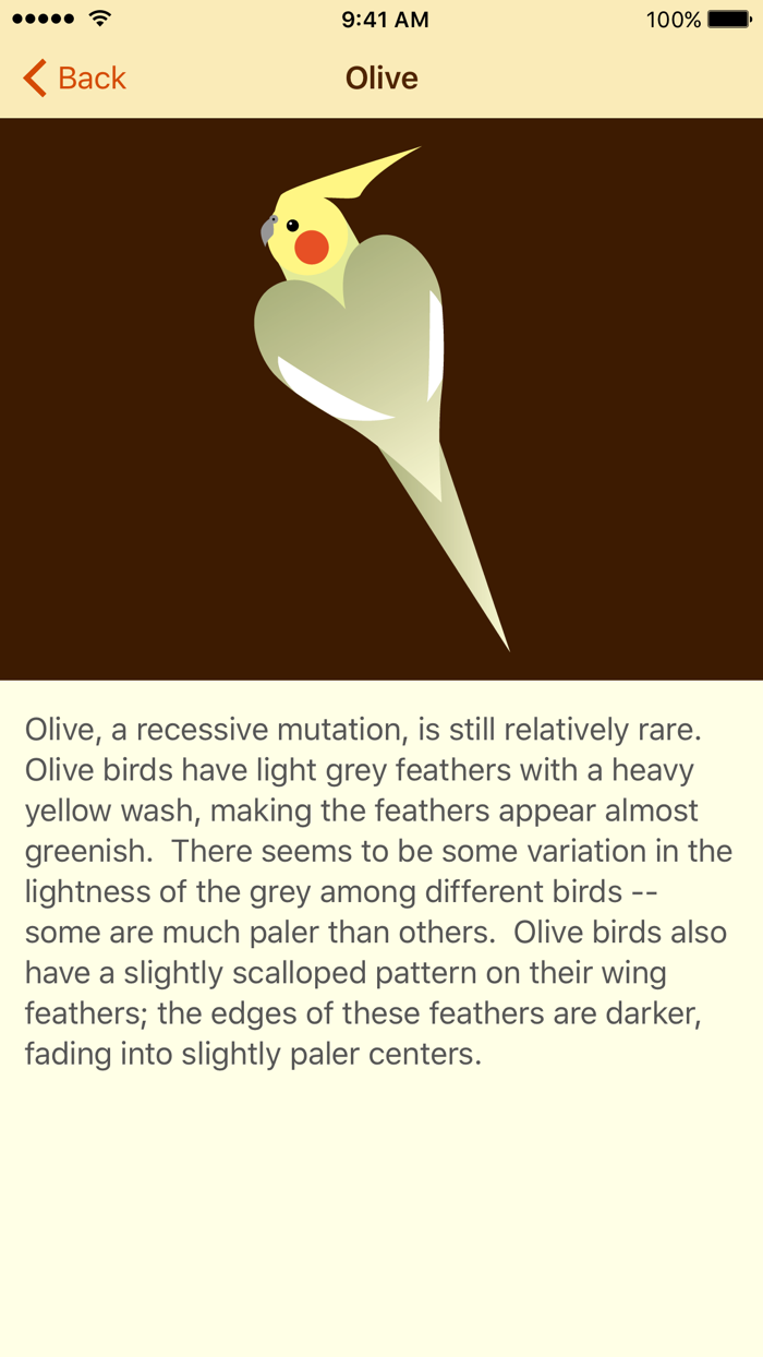 Cockatiel Color Palette