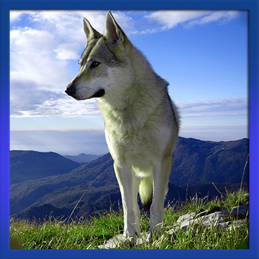 Real Wild Stray Wolf Simulator icon