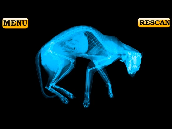 Xray Scanner Pet Cat Prank iPad screenshot 2 - Entertainment app