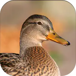 Duck Hunting Calls! app icon