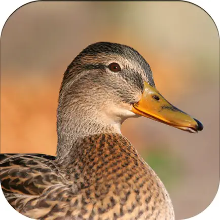 Duck Hunting Calls! Cheats
