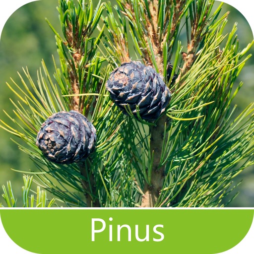 Pragas do Pinus icon