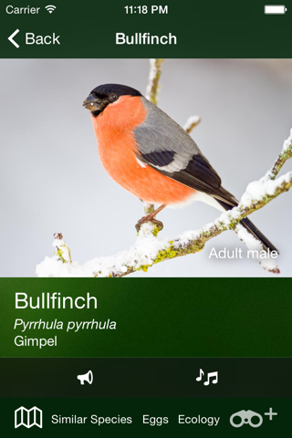 All Birds UK - the Photo Guide screenshot 2