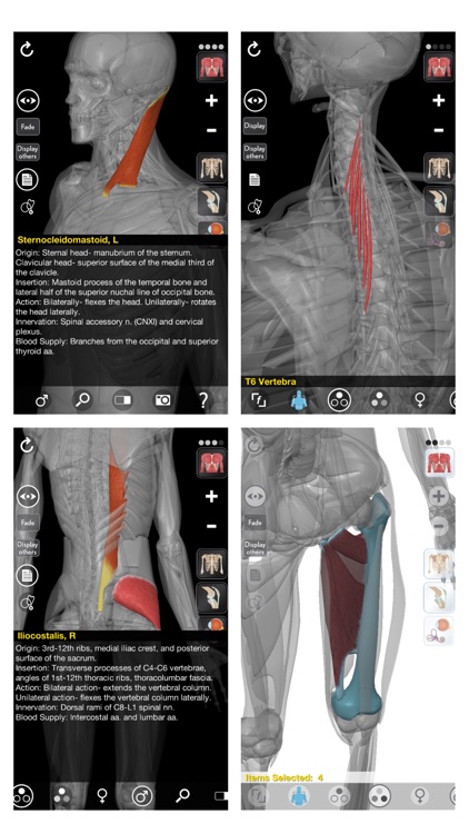 3D Organon Anatomy - Muscles, Skeleton, and Ligaments