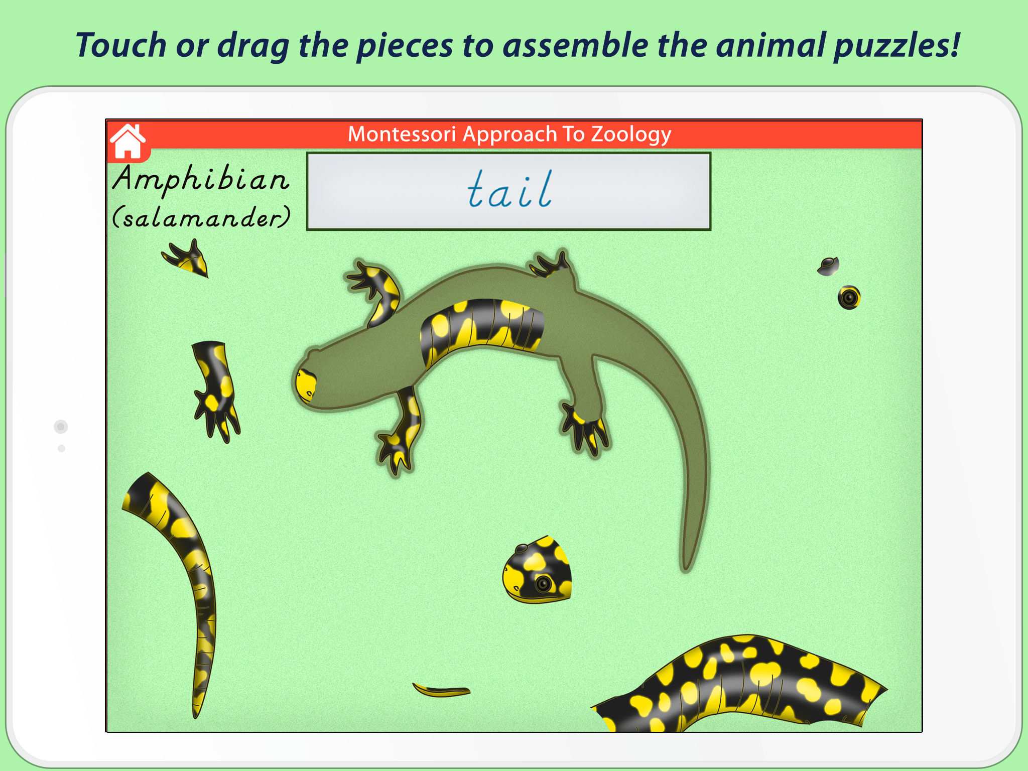 Parts Of Animals (Vertebrates) LITE - A Montessori Approach to Zoology HD screenshot 5