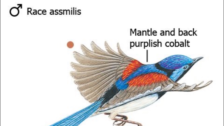 The Morcombe & Stewart Guide to Birds of Australia screenshot-3