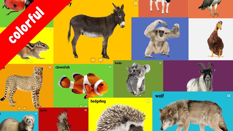 100 Animals Words for Babies & Toddlers School Edition