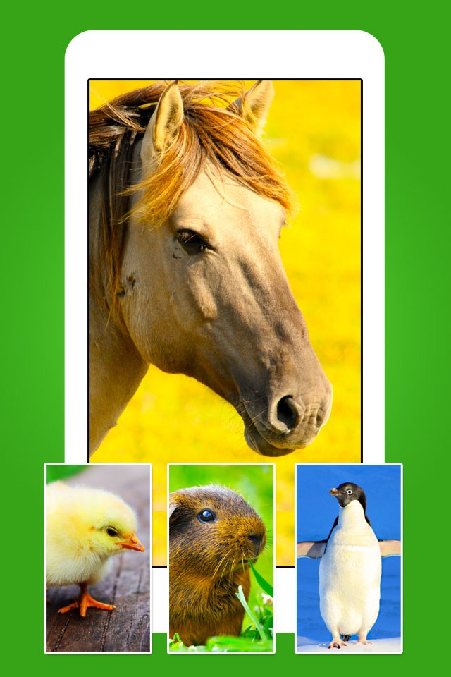 Animals - Cute Animal Wallpapers & Wild Life Backgrounds screenshot 4