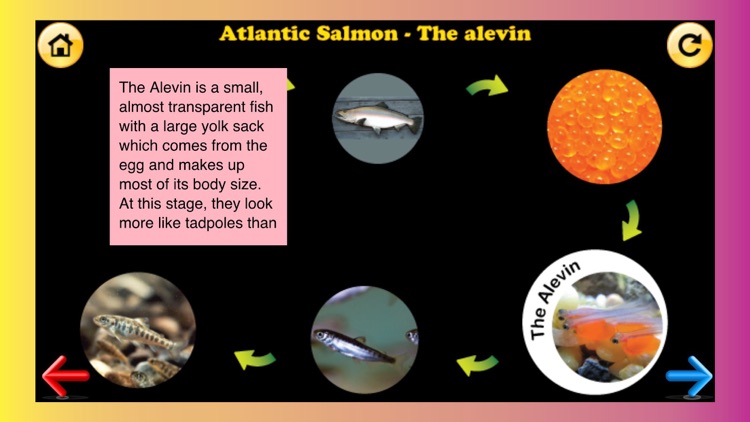 Life Cycles App Volume 2 screenshot-0