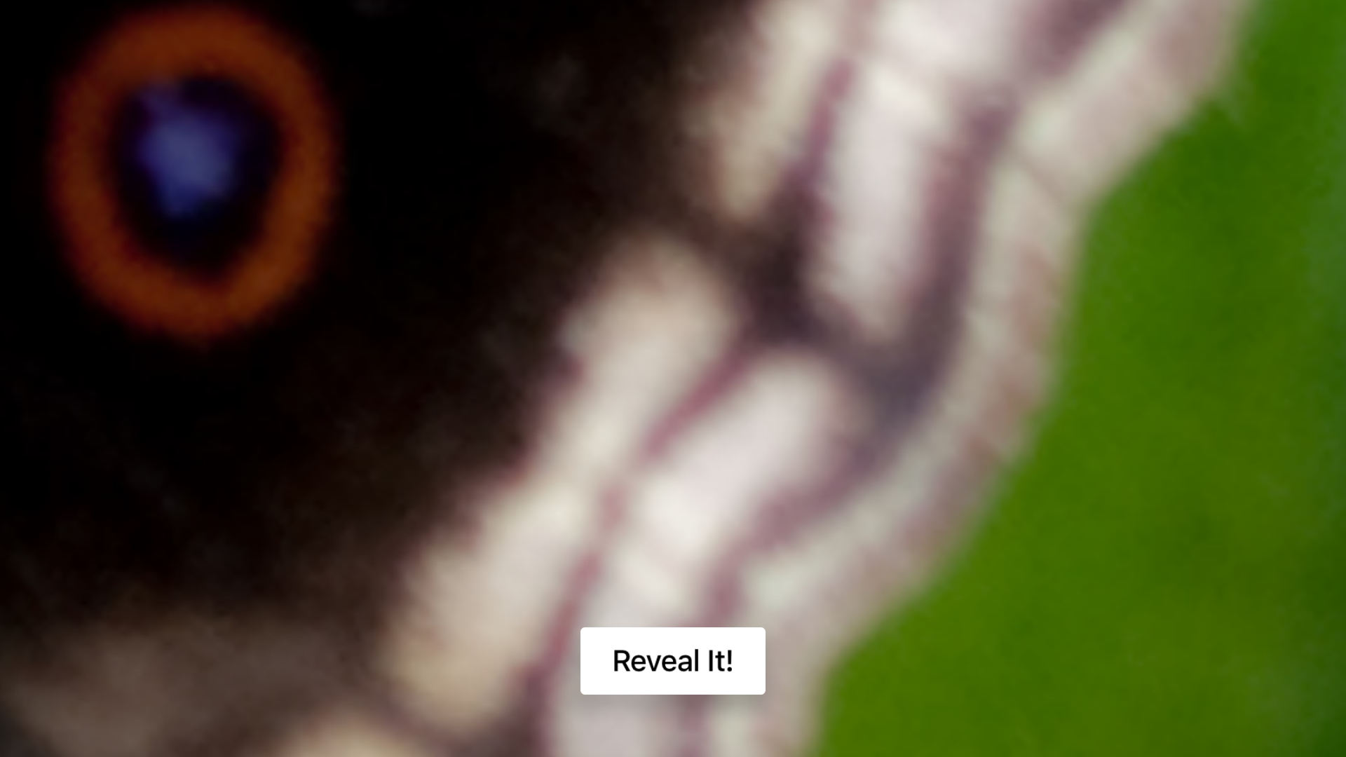 Wut Dis?