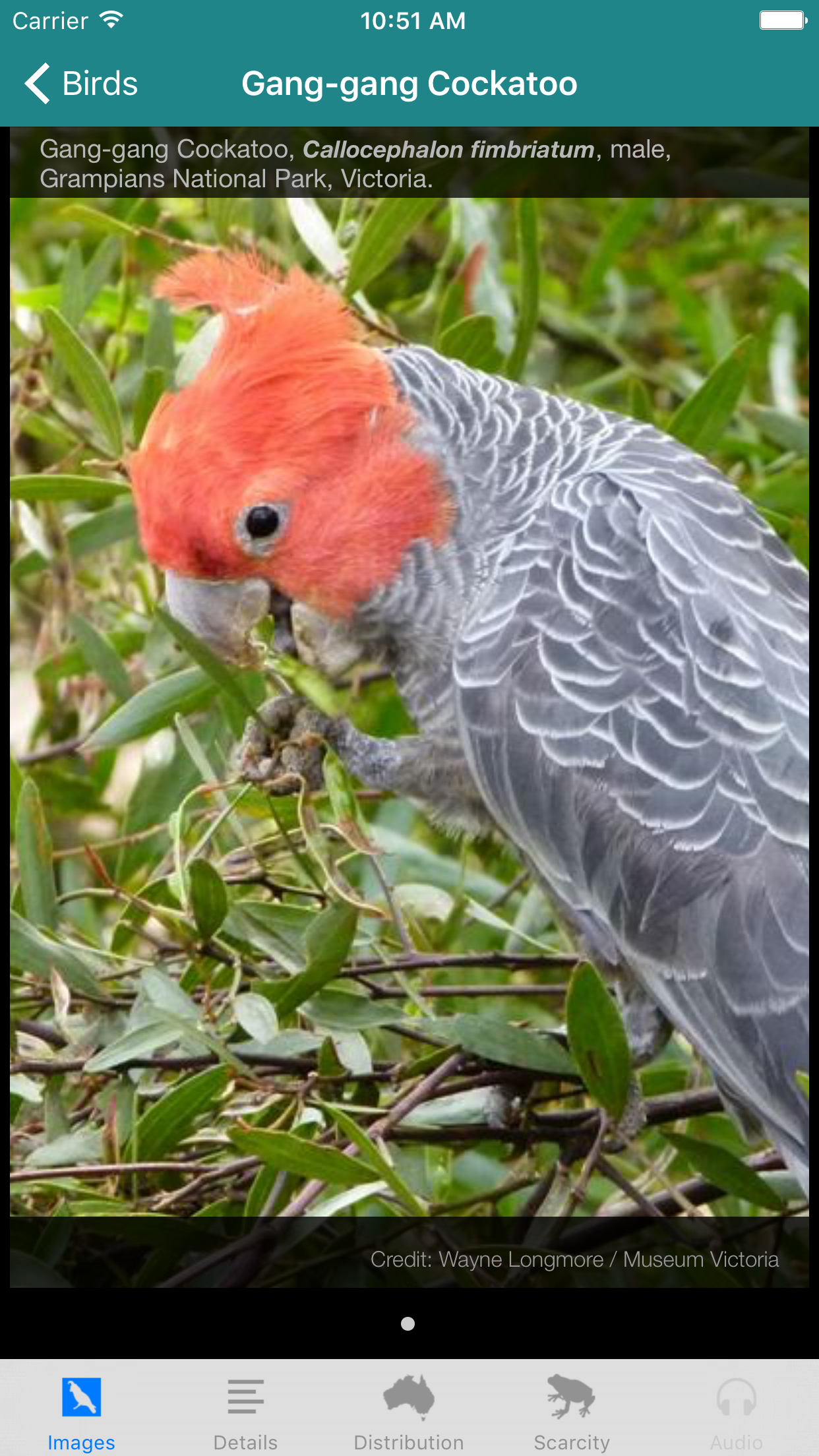 Field Guide to Australian Capital Territory Fauna