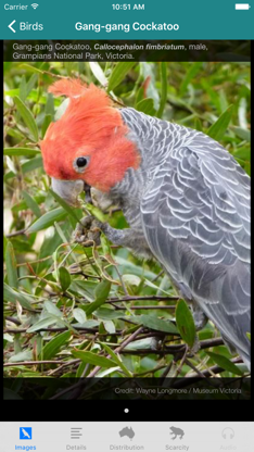 Field Guide to Australian Capital Territory Fauna screenshot 4
