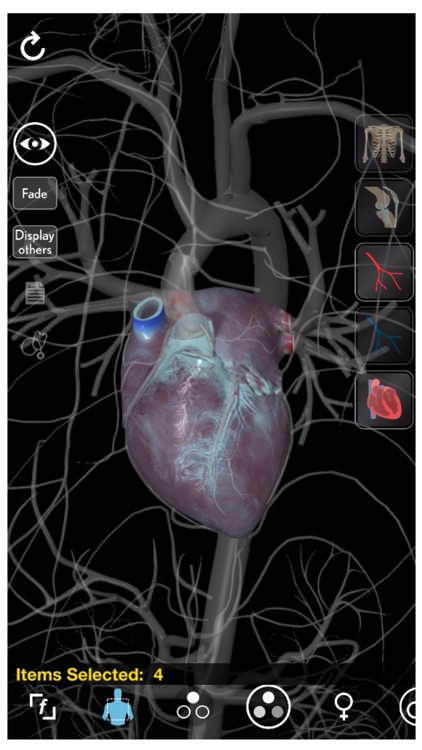 3D Organon Anatomy - Heart, Arteries, and Veins