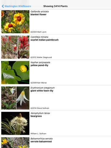Massachusetts Wildflowers iPad screenshot