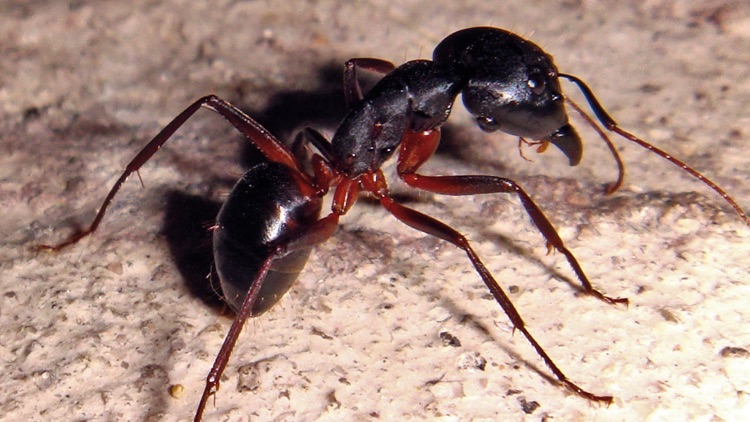 Q-focus Wi-Fi screenshot-3