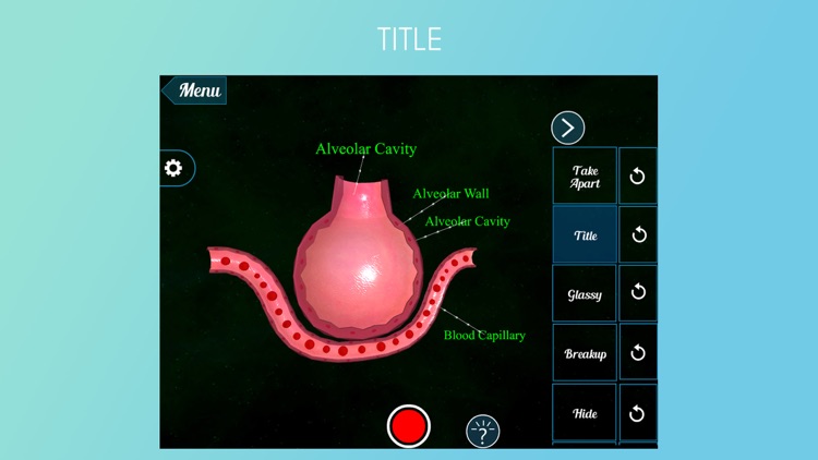 Section of Alveolus 3D