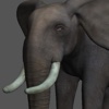 Elephant Pose Tool 3D