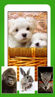 animals - cute animal wallpapers & wild life backgrounds problems & solutions and troubleshooting guide - 2