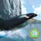 Become an orca - big killer whale