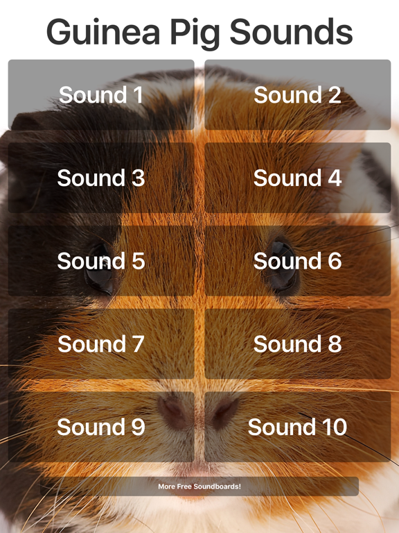 Guinea Pig Soundsのおすすめ画像1