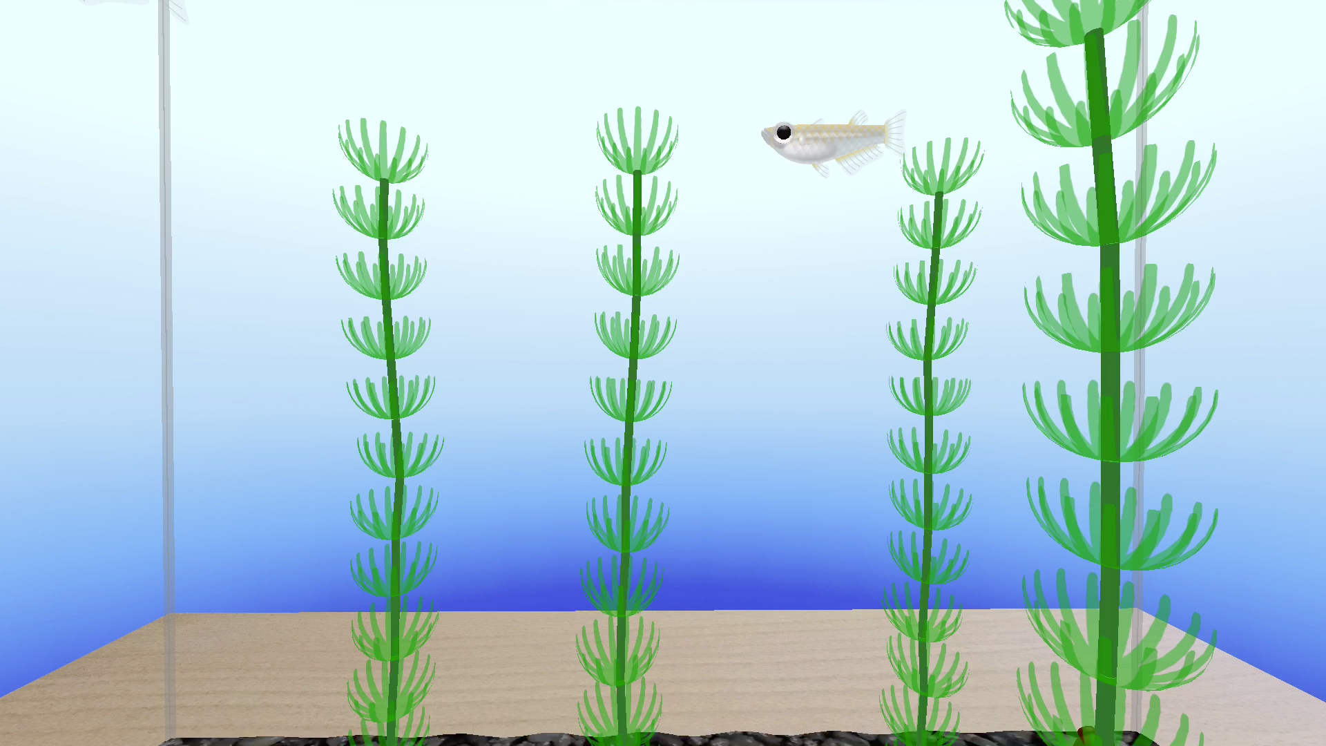 Rice Fish AR/VR