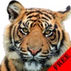 Tiger Photos & Videos FREE