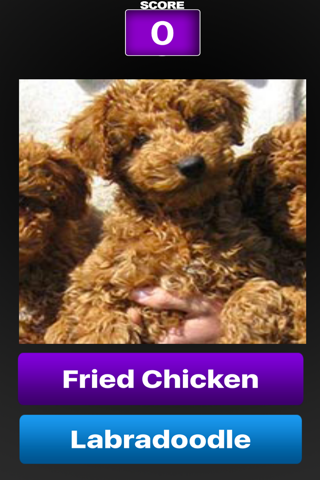 Lab Or Fried Chicken screenshot 2