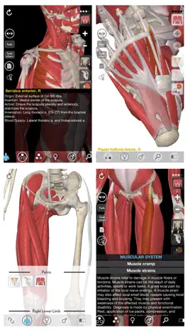 Game screenshot 3D Organon Anatomy - Muscles, Skeleton, and Ligaments mod apk