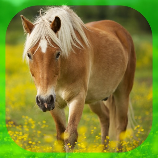 Horses Dictionary Icon