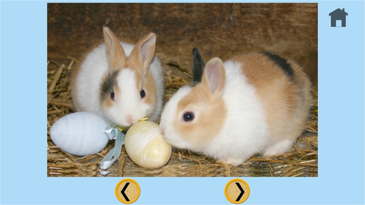 captivating rabbits for kids - free screenshot-4