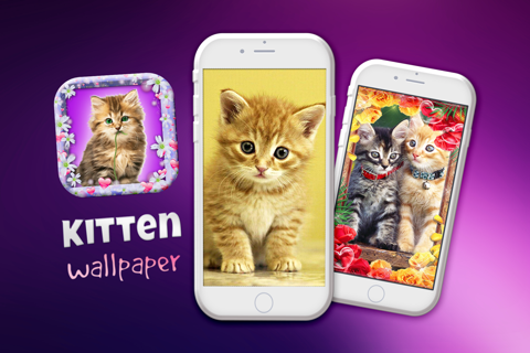 Pretty Kitten Wallpaper – Cute Baby Pet Lock Screen Theme & Adorable Kitty Cat Background.s screenshot 3