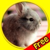 exciting rabbits for kids - free