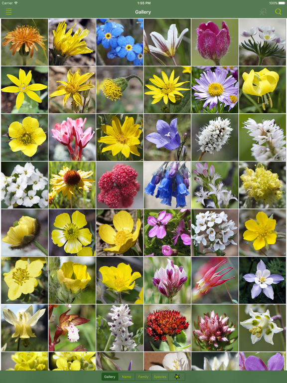 Screenshot #4 pour Rockies AlpineFlower Finder – a field guide to identify the wildflowers of the Rocky Mountains