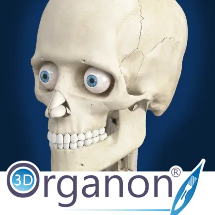 3D Organon Anatomy - Skeleton, Bones, and Ligaments Читы