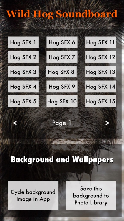 Wild Hog Sound Effects Including Calls, Grunts, Snorts and More PLUS Bonus Wallpapers