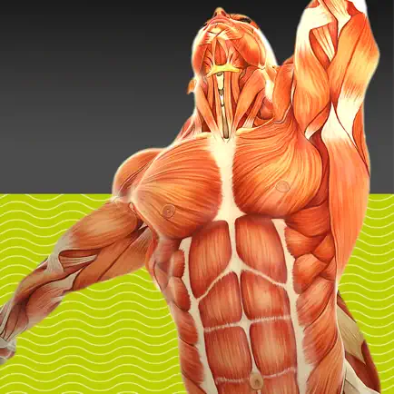 Muscle Test part 2 Читы