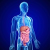 Gastroenterology Terminology and Flashcard: Study Guide and Courses