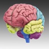 3D Brain - iPhoneアプリ