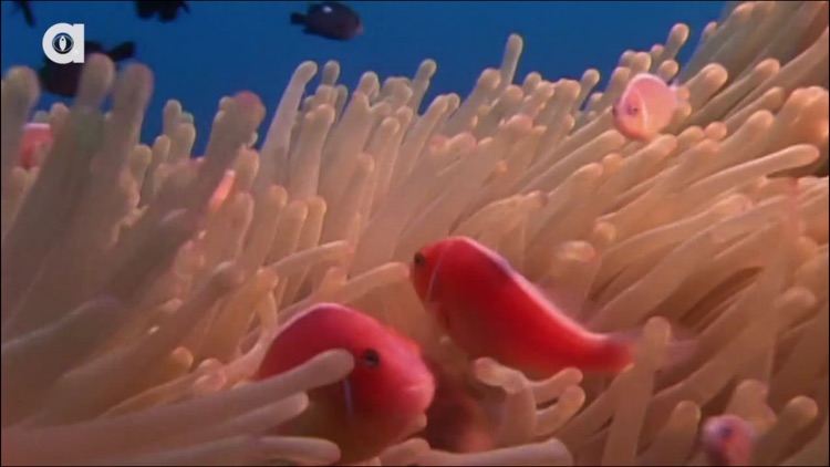 Sea Life Videos - Discover Ocean & Marine Creatures, KidVideos screenshot-3