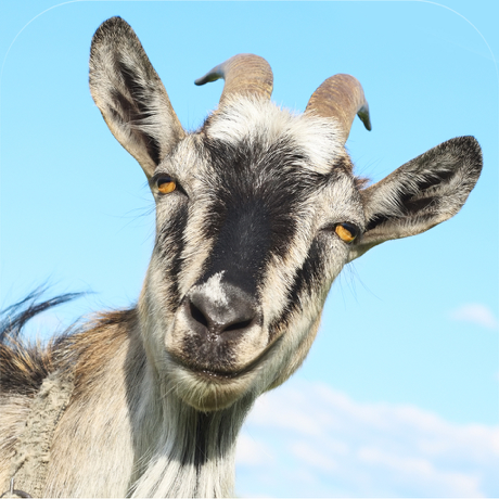 3D Goat Rescue Runner Simulator Game for Boys and Kids FREE