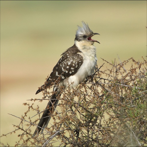 Cuckoos Info icon