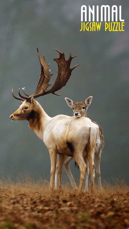 Free Animal Jigsaw Puzzle screenshot-3