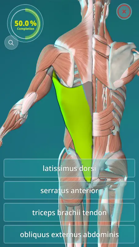Anatomy Quiz - muscles and bones screenshot 3 of 5