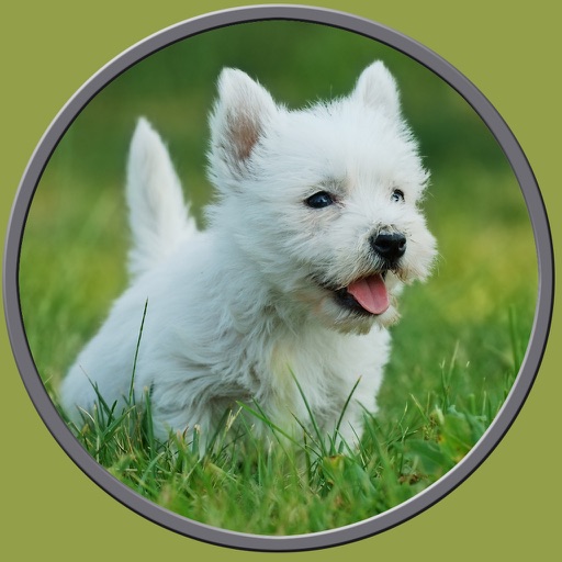 dogs pictures to win for kids - free game icon