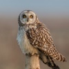 Owls Encyclopedia-Pro