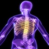 Human Biology : Skeletal System Quiz