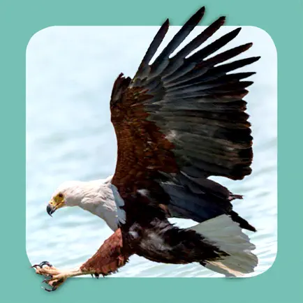 Sasol Common Birds for Beginners (Lite): Quick facts, photos and videos of 46 common southern African birds Читы