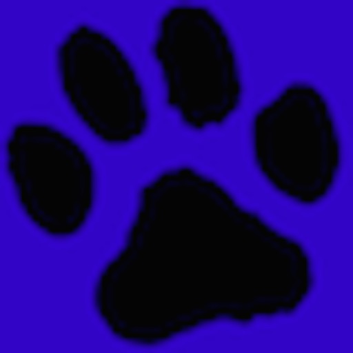 Kitten Quad Icon